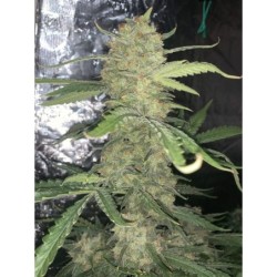 OG Kush Auto Fast Buds immagine 8