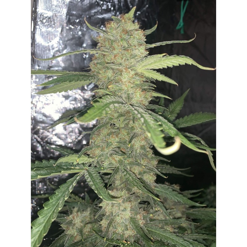 OG Kush Auto Fast Buds immagine 8