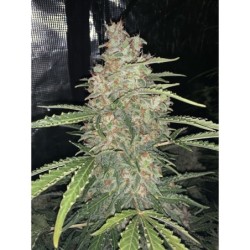OG Kush Auto Fast Buds immagine 9