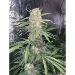 OG Kush Auto Fast Buds immagine 10