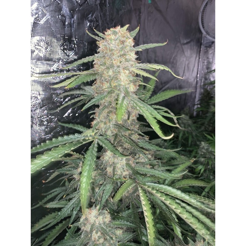 OG Kush Auto Fast Buds immagine 10