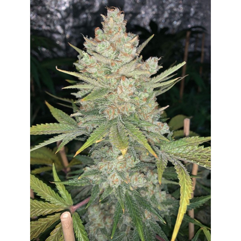OG Kush Auto Fast Buds immagine 11