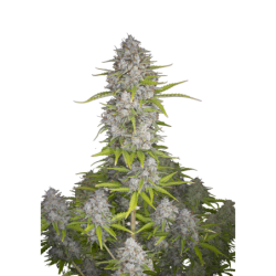 Orange Sherbet Auto Fast Buds