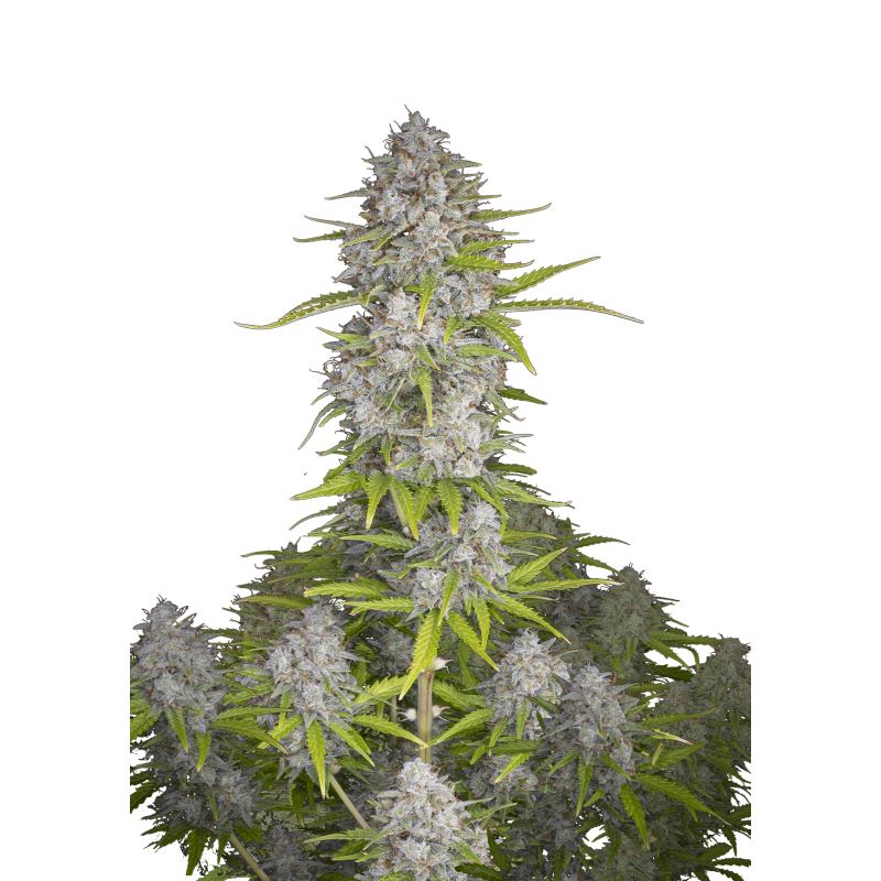Orange Sherbet Auto Fast Buds