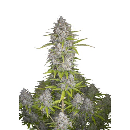 Orange Sherbet Auto Fast Buds