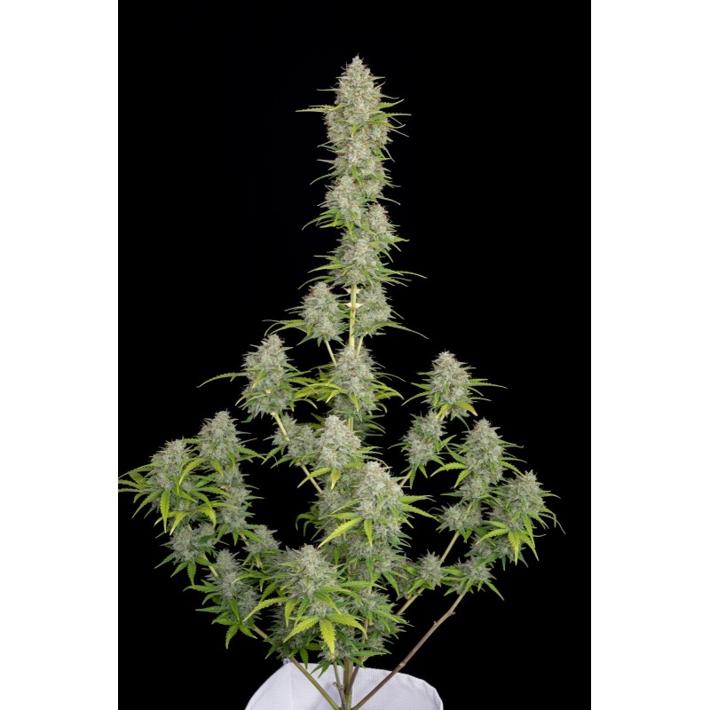 Orange Sherbet Auto Fast Buds immagine 2