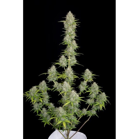 Orange Sherbet Auto Fast Buds immagine 2