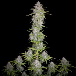 Orange Sherbet Auto Fast Buds immagine 3