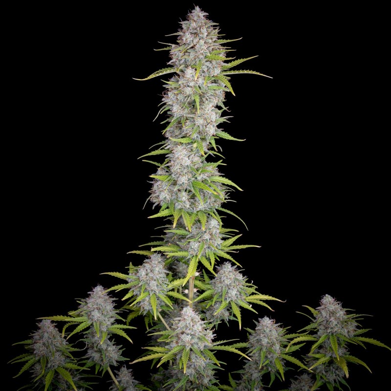 Orange Sherbet Auto Fast Buds immagine 3