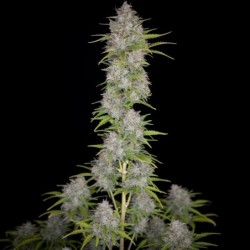 Orange Sherbet Auto Fast Buds immagine 4