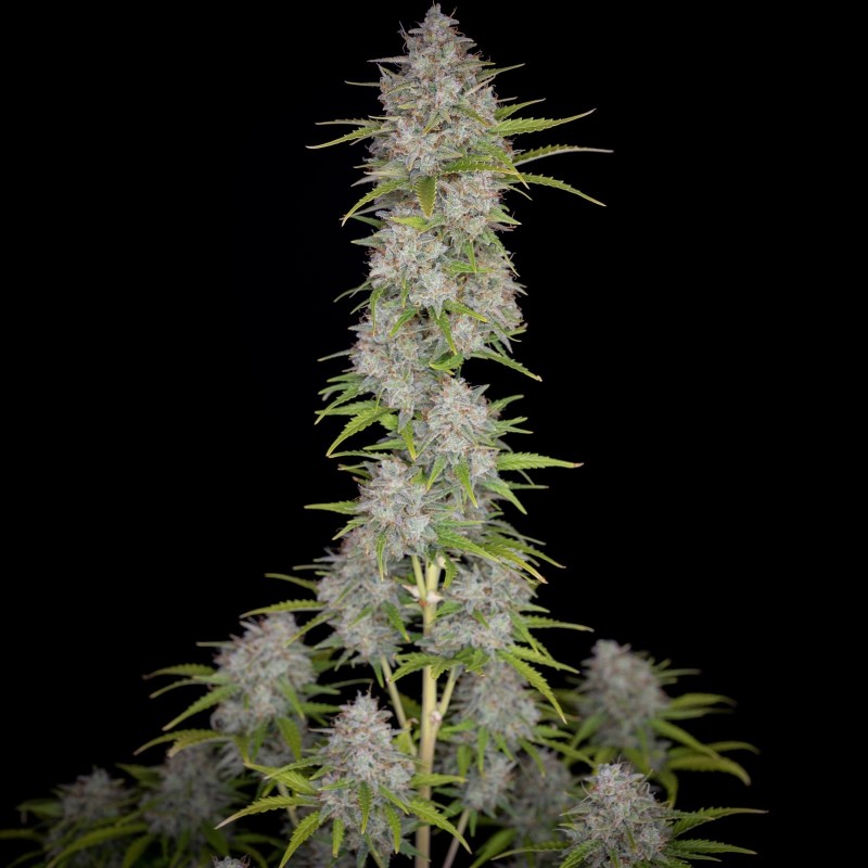 Orange Sherbet Auto Fast Buds immagine 4