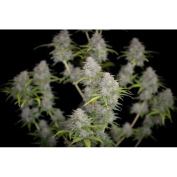 Orange Sherbet Auto Fast Buds immagine 5