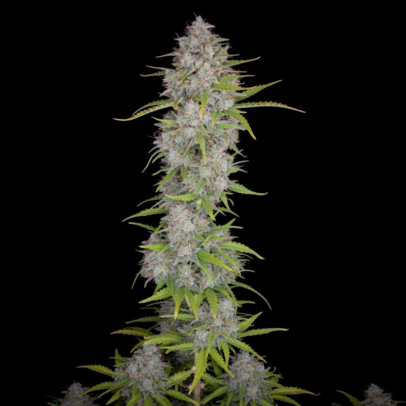 Orange Sherbet Auto Fast Buds immagine 6