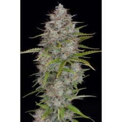 Orange Sherbet Auto Fast Buds immagine 7