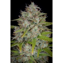 Orange Sherbet Auto Fast Buds immagine 8