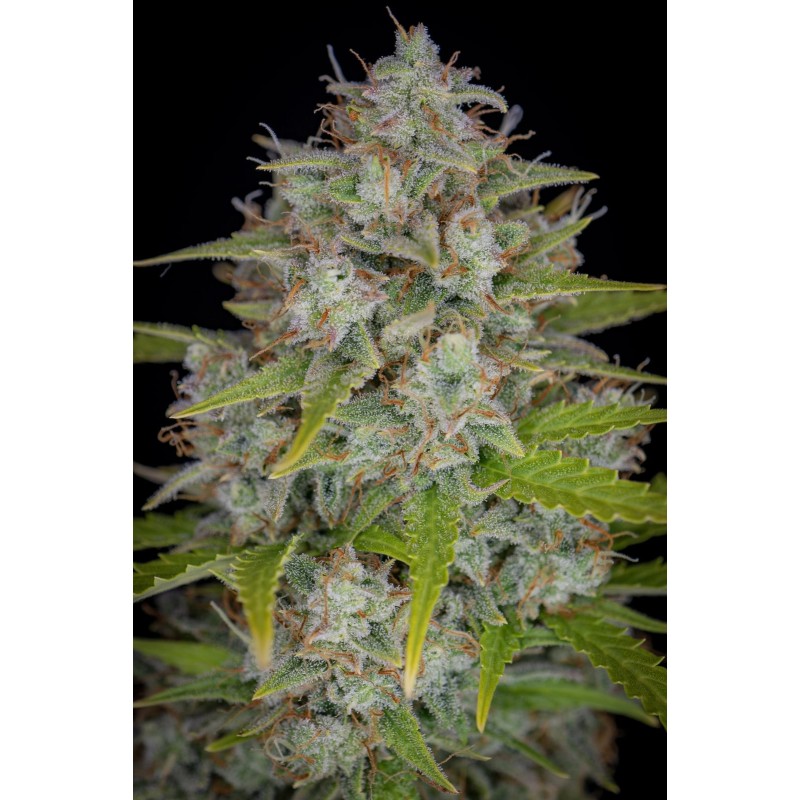 Orange Sherbet Auto Fast Buds immagine 8