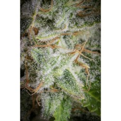 Orange Sherbet Auto Fast Buds immagine 9
