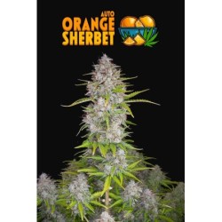 Orange Sherbet Auto Fast Buds immagine 10
