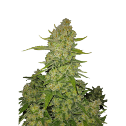 Papaya Cookies Auto Fast Buds