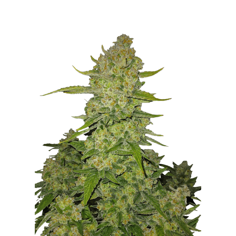 Papaya Cookies Auto Fast Buds