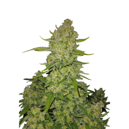 Papaya Cookies Auto Fast Buds
