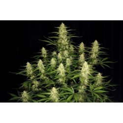 Papaya Cookies Auto Fast Buds immagine 2