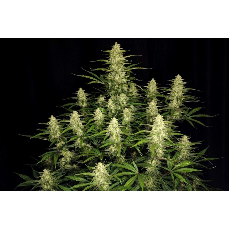 Papaya Cookies Auto Fast Buds immagine 2