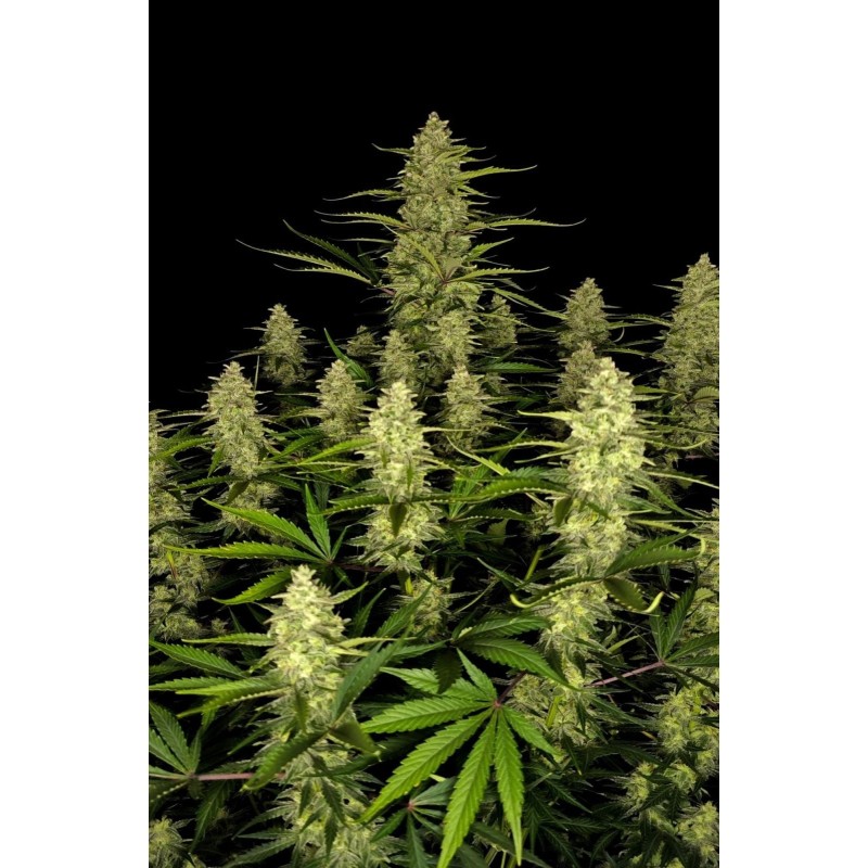 Papaya Cookies Auto Fast Buds immagine 3