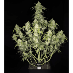 Papaya Cookies Auto Fast Buds immagine 4