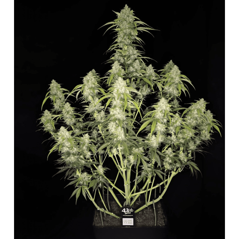 Papaya Cookies Auto Fast Buds immagine 4