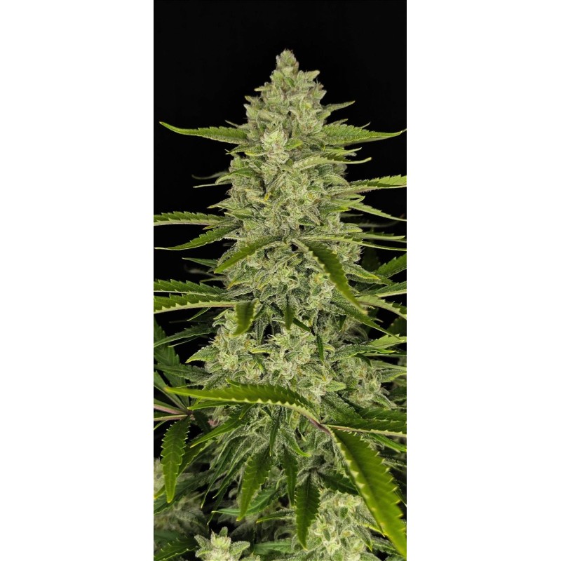 Papaya Cookies Auto Fast Buds immagine 5