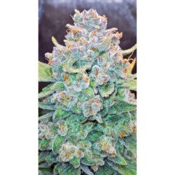 Papaya Cookies Auto Fast Buds immagine 6