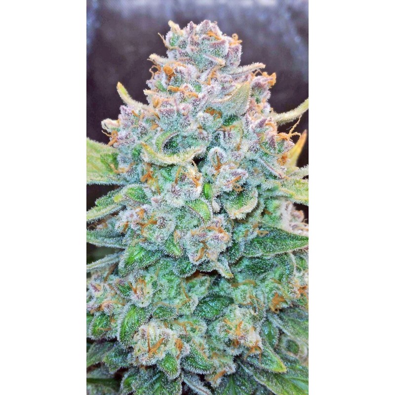 Papaya Cookies Auto Fast Buds immagine 6