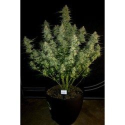 Papaya Cookies Auto Fast Buds immagine 7