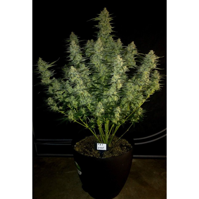 Papaya Cookies Auto Fast Buds immagine 7