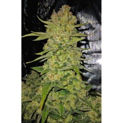 Papaya Cookies Auto Fast Buds immagine 8