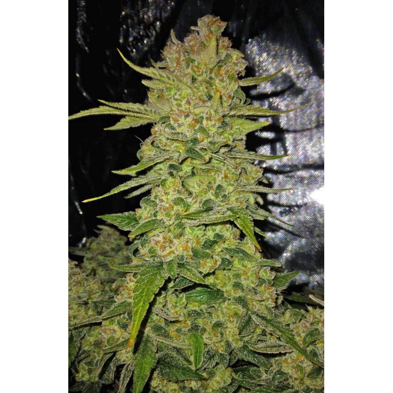 Papaya Cookies Auto Fast Buds immagine 8