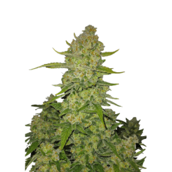 Papaya Cookies Auto Fast Buds immagine 9