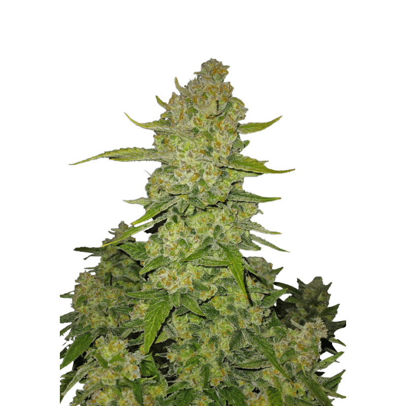 Papaya Cookies Auto Fast Buds immagine 9