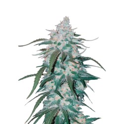 Pineapple Express Auto Fast Buds