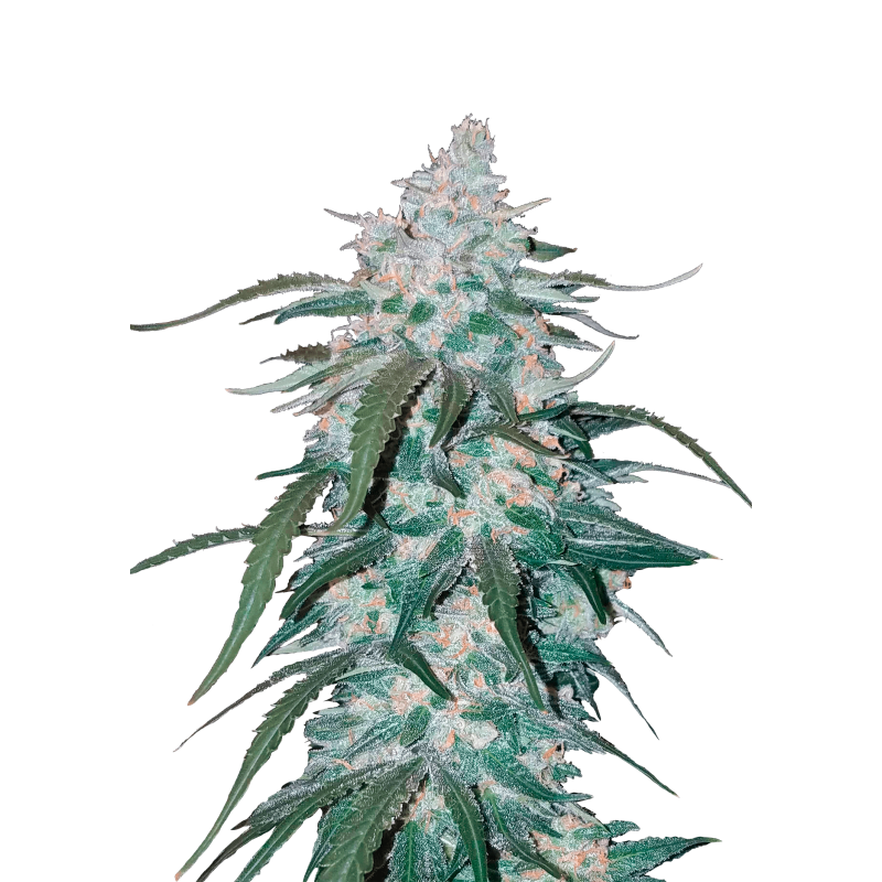 Pineapple Express Auto Fast Buds