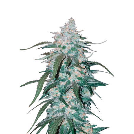 Pineapple Express Auto Fast Buds