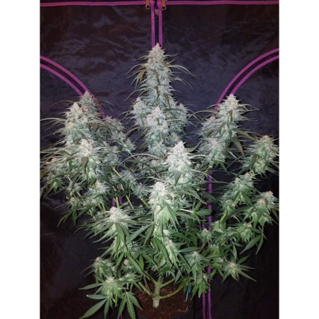 Pineapple Express Auto Fast Buds immagine 2