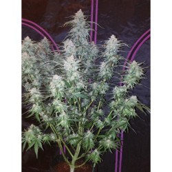 Pineapple Express Auto Fast Buds immagine 3