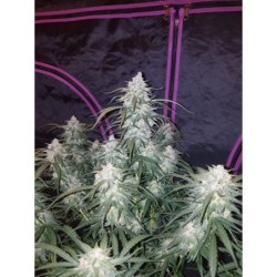 Pineapple Express Auto Fast Buds immagine 4