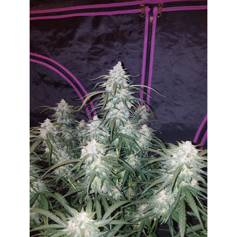 Pineapple Express Auto Fast Buds immagine 4
