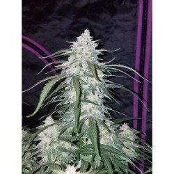 Pineapple Express Auto Fast Buds immagine 5