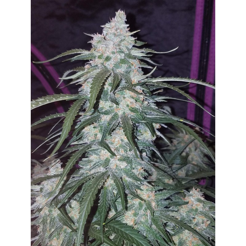 Pineapple Express Auto Fast Buds immagine 6