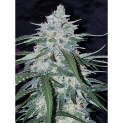 Pineapple Express Auto Fast Buds immagine 7