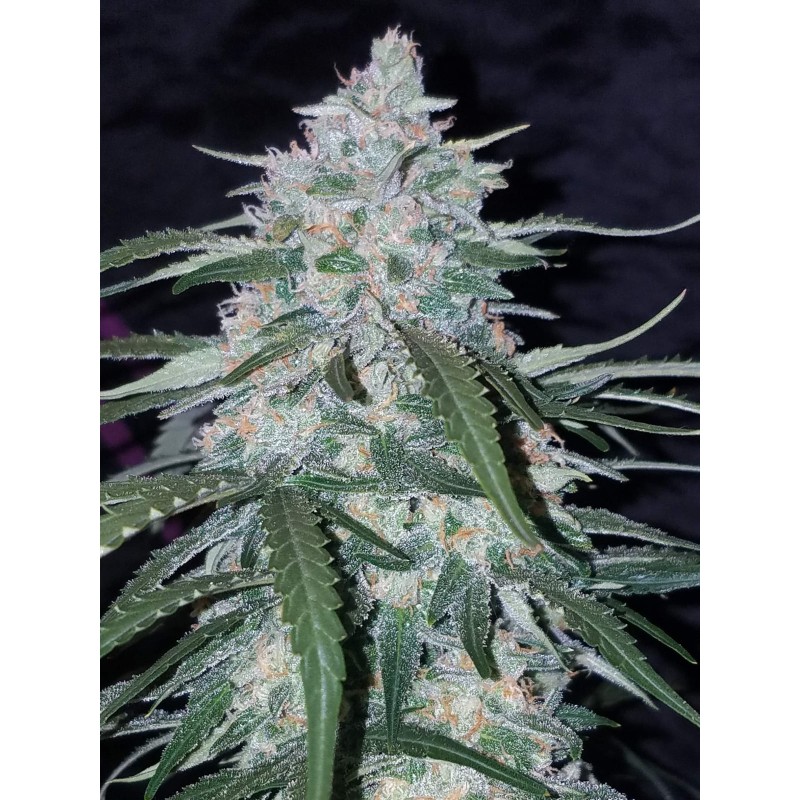 Pineapple Express Auto Fast Buds immagine 7